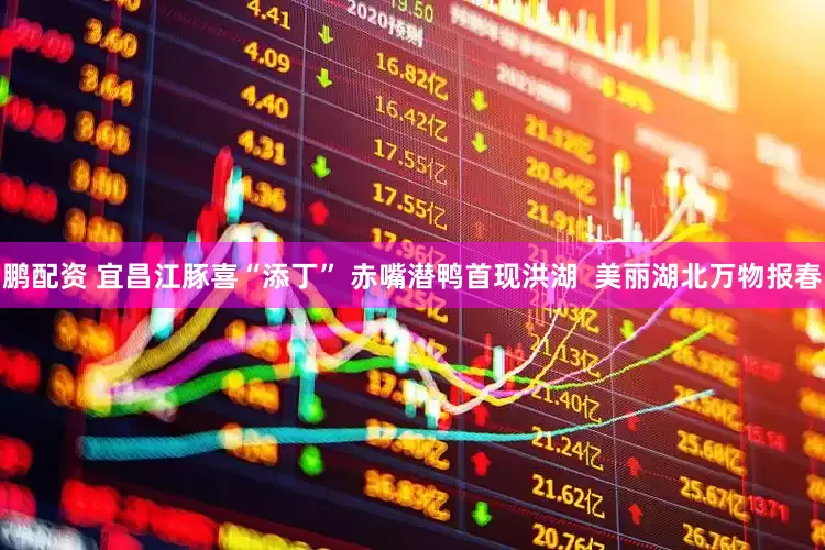 鹏配资 宜昌江豚喜“添丁” 赤嘴潜鸭首现洪湖  美丽湖北万物报春